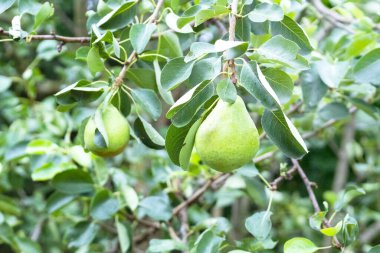 Ağaçtaki yeşil armut. Armut hasadı. Ağaçtaki yeşil meyveler. 