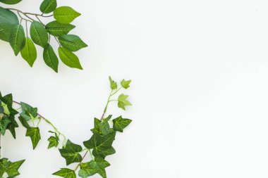 Beyaz arka planda yeşil yapraklar. Yeşil yapraklı beyaz bir arka plan. Beyaz arka planda duran yeşil dalların çerçevesi. Kopyalama alanı