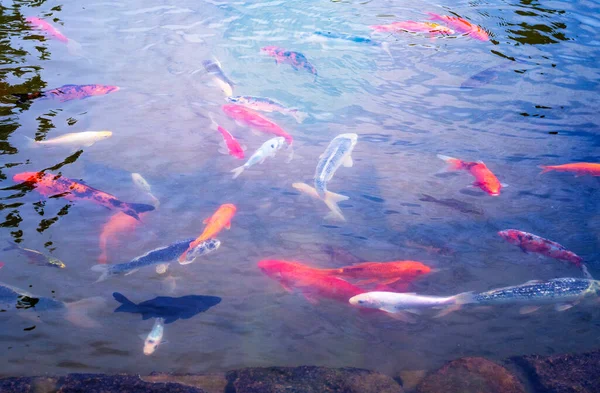 Color fishes in a pond. Different fish in the water