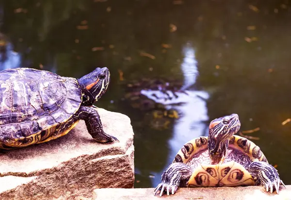 turtles by the pond. Amphibious animals with a shell near the water. Fun animal image
