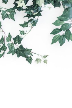 Beyaz arka planda yeşil yapraklar. Yeşil yapraklı beyaz bir arka plan. Beyaz arka planda duran yeşil dalların çerçevesi. Kopyalama alanı