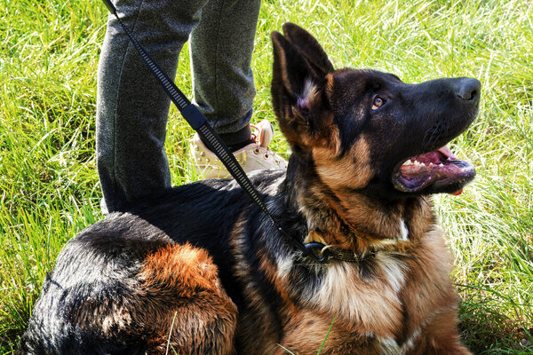 The dog. German Shepherd at the feet of the owner. The vagrant and thrown dog. The concept  animals.