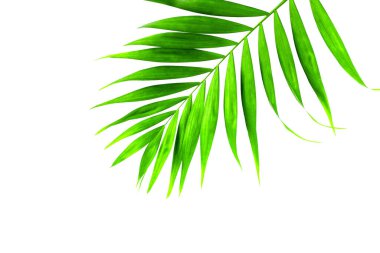 İzole edilmiş arka planda palmiye yaprağı yeşili, beyaz arka planda tropikal yeşil palmiye yaprağı. Organik kozmetik, spa konsepti. Çevre dostu kozmetoloji ürünü.
