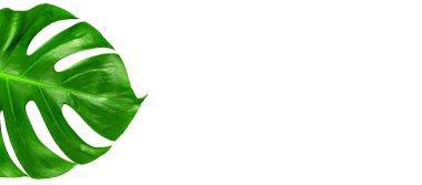 İzole edilmiş arka planda yeşil bir canavar yaprağı, beyaz arka planda yalıtılmış tropik yeşil canavar yaprağı. Organik kozmetik, spa konsepti. Çevre dostu kozmetoloji ürünü. İsviçre Peynir Fabrikası. Boşluğu kopyala