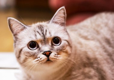 İskoç kedisi, soylu kedi. Evcil hayvan. Büyük İskoç kedisi .