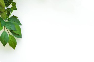 Beyaz arka planda yeşil yapraklar. Yeşil yapraklı beyaz bir arka plan. Beyaz arka planda duran yeşil dalların çerçevesi. Kopyalama alanı