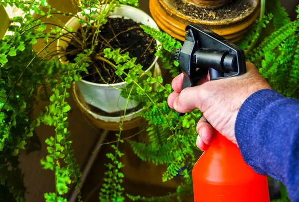 hand with sprayer, the sprayer for plants. female florist spraying flowers. sprayer for flowers. florist spraying flowers. The concept Care of plants  in office room.