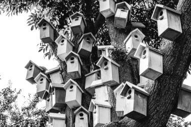  Kuş evleri. Yuva kutusu. Kuş Evleri. Kuşlar için evler. Kışlık kuşlar için konaklama yeri. Siyah ve beyaz çekim