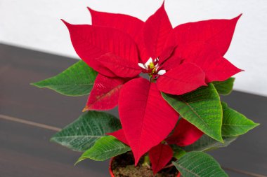 Çiçek Noeli. Noktalı çiçek. Kırmızı Noktalı Çiçek, Noel Yıldızı. Çiçek Noel sembolü