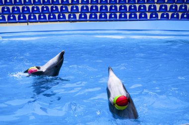 Yunuslar yüzüyor. Yunuslar karnı doyurur, deniz hayvanları