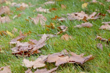 Yeşil çimlerin üzerinde düşen sonbahar yaprakları. Sonbaharın başı kavramı. Düş! Sarı arka plan, çimlerde sonbahar yaprakları