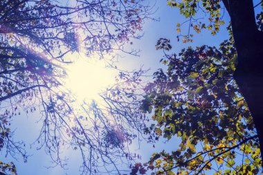 Güneş, varisli yaprakların arasından itiyor. Sonbahar, sonbahar kompozisyonu. Sonbahar ağaçları.