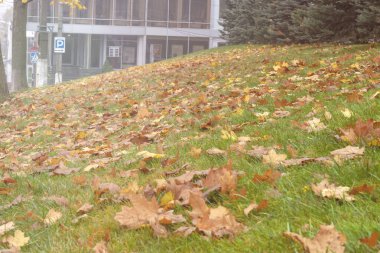 Yeşil çimlerin üzerinde düşen sonbahar yaprakları. Sonbaharın başı kavramı. Düş! Sarı arka plan, çimlerde sonbahar yaprakları