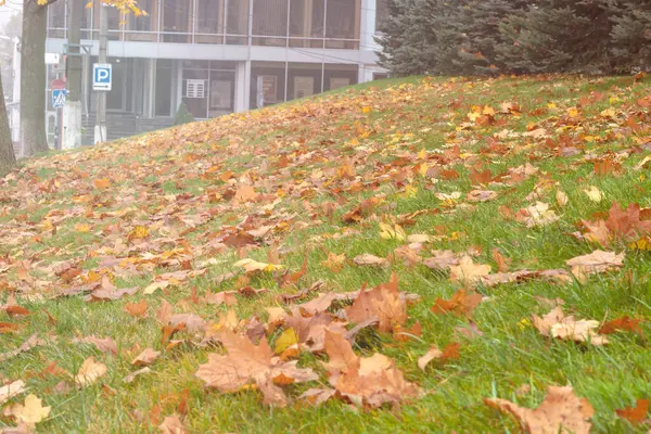 Yeşil çimlerin üzerinde düşen sonbahar yaprakları. Sonbaharın başı kavramı. Düş! Sarı arka plan, çimlerde sonbahar yaprakları