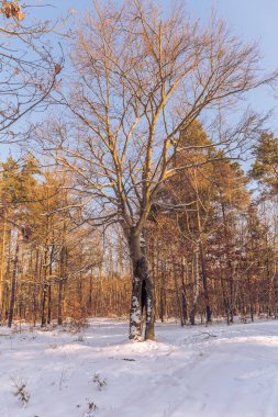 Soğuk ve karlı kış manzaraları