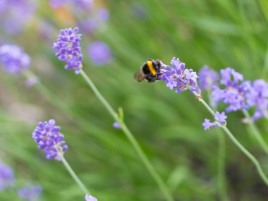 Bumblebee lavanta çiçeklerinde nektar arıyor.