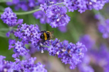 Bumblebee lavanta çiçeklerinde nektar arıyor.