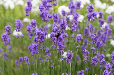 Bumblebee lavanta çiçeklerinde nektar arıyor.