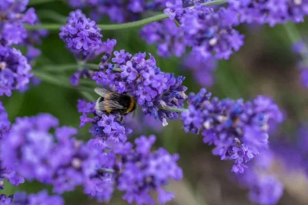 Bumblebee lavanta çiçeklerinde nektar arıyor.