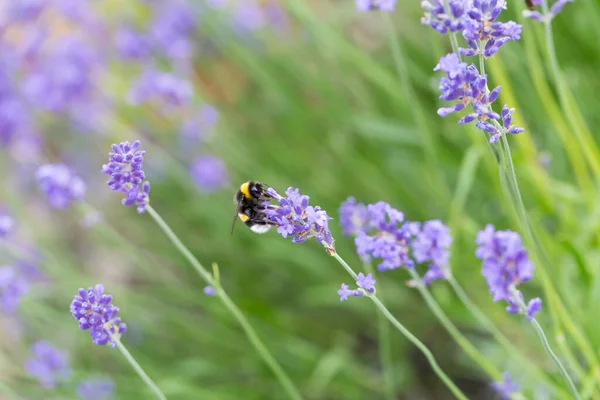 Bumblebee Procurando Néctar Flores Lavanda — Fotografia de Stock