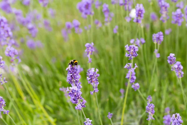 Bumblebee Procurando Néctar Flores Lavanda — Fotografia de Stock
