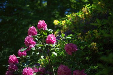 Parkta Rhododendron çiçek açtı.