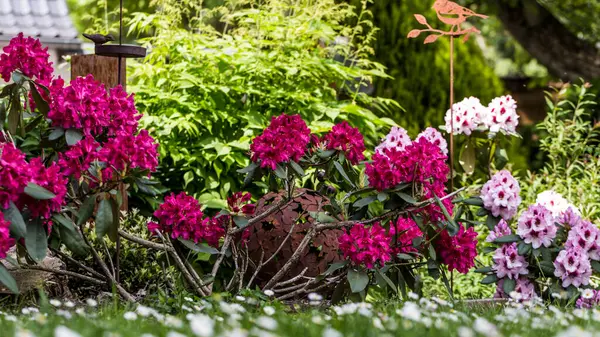 Parkta Rhododendron çiçek açtı.