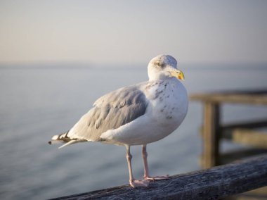 Bir martıya yakın çekim