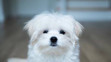 Beyaz Malta 'lı bir köpek yavrusu, sakin bir kapalı ortamda masumiyet, özlem ve incinebilirlik hissini ifade eden nazik, duygusal gözlerle sessizce bakar..