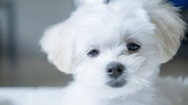 Uykulu beyaz bir köpek yavrusunun yakın çekimi. Nazik gözleri var. Saf masumiyet ve yumuşaklık sergiliyor..