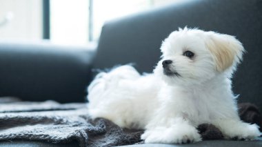Yumuşak Malta 'lı köpek yavrusu, karanlık bir kanepede uzanıyor, sıcak bir ev ortamında merakla bakıyor..
