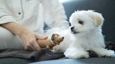 Neşeli bir Malta 'lı köpek yavrusu, bir insanın elinde tuttuğu köpek şeklindeki bir oyuncakla etkileşime girer..