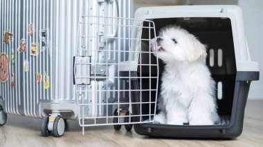 Mutlu Malta 'lı köpek yavrusu sandık kapısını yalıyor, heyecanla içeride bir bavulun yanında oturuyor..