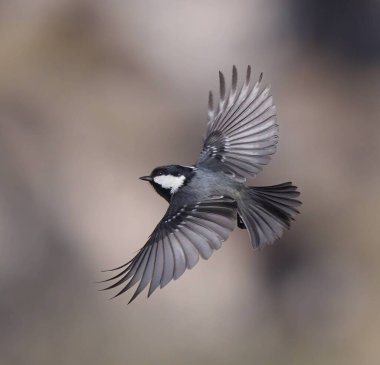 Capturing the Coal Tit in flight, this image showcases the grace and agility of the smallest tit species. 