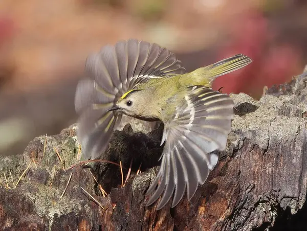 Winter Goldcrest, the Smallest Bird in Europe, Flying over a Picturesque Tree Stump Against a Background of Autumn Colors.