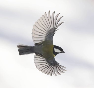 Great Tit in Flight with open Wings