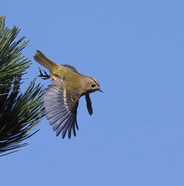 Fllying Goldcrest, the smallest bird in Europe, taking off with open wings from a fir tree against the blue sky.