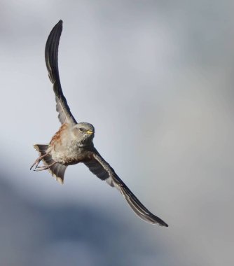 Alp Zarafeti: Uçan Alp Aktörünün Yaklaşımı