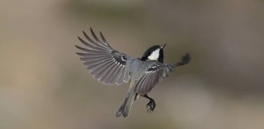 A coal tit, also known as a Tannenmeise, in an upward flight, exhibiting its enchanting wingspan.