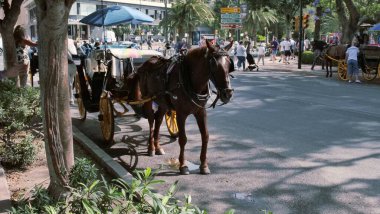 Mlaga, Spanien Juni 15 2023Mavi şemsiyeyle gölgelendirilmiş bir at arabası Mlaga 'da işlek bir caddenin yanında oturur. Yerel halk, kültürel simgelere işaret eden sokak işaretlerinin yanından geçerek gelenek ve şehir yaşamının bir karışımını yakalıyor..