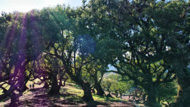 Madeira 'daki manzarada, canlı yeşil çimenler üzerinde yumuşak gölgeler bırakan yosun kaplı ağaçlar yer alıyor. Açık mavi bir gökyüzü ve uzak bir dağ sırasına kurulmuş bu sakin ortam doğal uyumu çağrıştırıyor. 