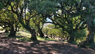 Çimenli orman zemininde kırışık gövdeleri ve güneşli yaprakları olan antik orman ağaçları. Ebedi bir orman manzarası huzuru, dayanıklılığı ve doğayı çağrıştırıyor.