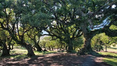 Madeira 'daki manzarada, canlı yeşil çimenler üzerinde yumuşak gölgeler bırakan yosun kaplı ağaçlar yer alıyor. Açık mavi bir gökyüzü ve uzak bir dağ sırasına kurulmuş bu sakin ortam doğal uyumu çağrıştırıyor. 
