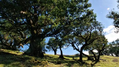 Madeira 'daki manzarada, canlı yeşil çimenler üzerinde yumuşak gölgeler bırakan yosun kaplı ağaçlar yer alıyor. Açık mavi bir gökyüzü ve uzak bir dağ sırasına kurulmuş bu sakin ortam doğal uyumu çağrıştırıyor. 