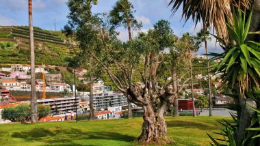 Funchal, Madeira 23 Ekim 2023A sakin park Funchal, Madeira, ön planda çarpıcı, yaşlı bir ağaç, geniş dalları canlı bir yeşillik örtüsü üzerinde kollar gibi uzanıyor.