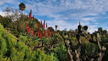 Verimli sulu ve kaktüs bahçesi, yüksek kırmızı çiçekli bitkiler, yeşil çöl bitkileri, ve desenli yapraklar, açık hava manzarası mavi gökyüzü altında bulutlar, egzotik bitki çeşitliliği..