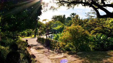 Kavisli asfalt yolu olan huzurlu bahçe, yemyeşil, büyük ağaç döküm gölgesi, ve bankta oturan kişi, filtrelenmiş güneş ışığı ve doğal dokuları ile sakin botanik atmosfer.