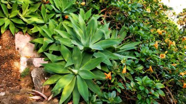 Ön planda büyük agave yaprakları ile verimli bir bahçe köşesi, yan turuncu çiçekli canlı bir çalı, ve arkasında dokulu taş bir duvar yeşil ve dramatik kontrastta çiçek.
