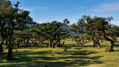 Gnarled ağaçlar kalın gövdeleri ile yemyeşil korulukta mavi gökyüzünün altında bulutlu. Uzak dağlar bu huzurlu, manzaralı doğa manzarasına derinlik katıyor. Açık hava ve seyahat temaları için mükemmel..