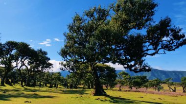 Dalları bükülmüş yaşlı meşe ağacı ve çimen tarlasında yosunlu gövdesi. Mavi gökyüzü, uzak dağlar, dağınık ağaçlar, sıcak güneş ışığı, huzurlu doğal manzara.